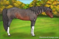 Horse Color:Brown Appaloosa