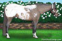 Horse Color:Buckskin Near Fewspot 