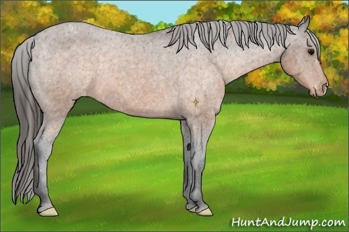 Horse Color:Buckskin Appaloosa