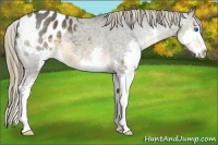 Horse Color:Buckskin Splash Appaloosa 