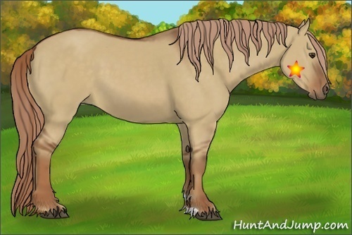 Horse Color:Red Dun