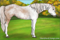 Horse Color:Gray Chestnut Sabino