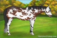 Horse Color:Bay Splash Frame 