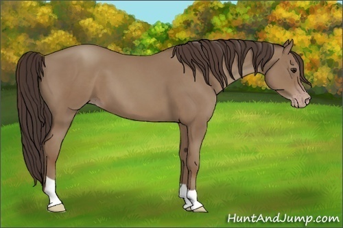 Horse Color:Classic Champagne 