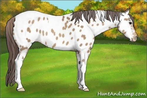 Horse Color:Classic Champagne Tobiano Appaloosa