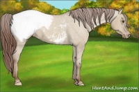 Horse Color:Classic Champagne Dun Appaloosa