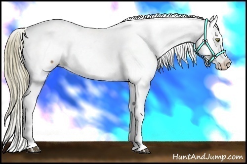 Horse Color:White Spotted Liver Chestnut Pearl Appaloosa