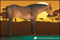 Horse Color:Buckskin 