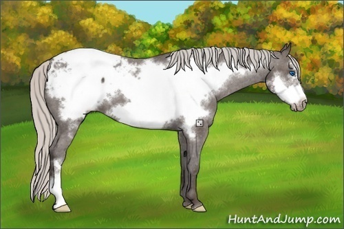 Horse Color:Silver Black Frame Appaloosa