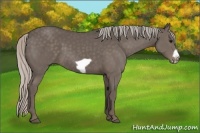 Horse Color:Silver Black Frame 