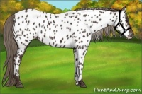 Horse Color:Liver Chestnut Appaloosa 