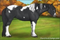 Horse Color:Black Tobiano Frame 