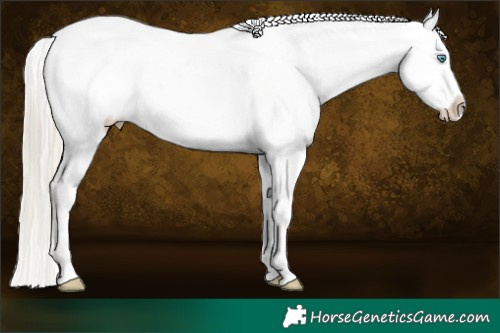 Horse Color:White Spotted Chocolate Palomino Pearl Dun Mushroom Tobiano Appaloosa Brindle 