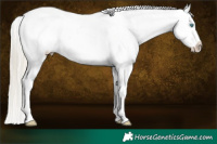 Horse Color:White Spotted Chocolate Palomino Pearl Dun Mushroom Tobiano Appaloosa Brindle 