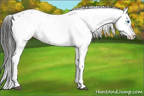 Horse Color:Liver Chestnut Frame