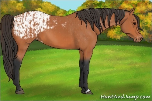 Horse Color:Bay  and Bay Appaloosa 