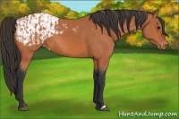 Horse Color:Bay  and Bay Appaloosa 