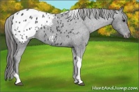 Horse Color:Black Tobiano Appaloosa 