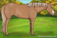 Horse Color:Chestnut Splash 