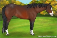 Horse Color:Bay Splash