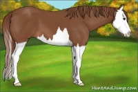 Horse Color:Chestnut Splash