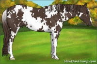 Horse Color:White Spotted Liver Chestnut