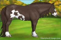 Horse Color:Liver Chestnut Frame 