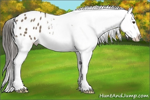 Horse Color:Liver Red Dun Splash Snowflake Varnish