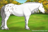 Horse Color:Liver Red Dun Splash Snowflake Varnish 