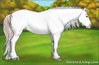 Horse Color:Palomino Sabino Appaloosa 