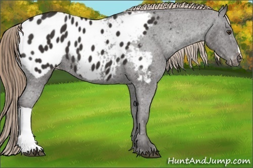 Horse Color:Liver Chestnut Appaloosa 