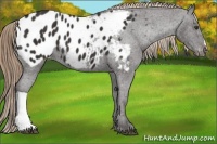 Horse Color:Liver Chestnut Appaloosa 