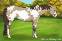 Horse Color:White Spotted Liver Red Dun Frame 