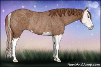 Horse Color:Chestnut Splash Rabicano 