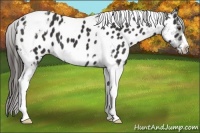 Horse Color:Liver Chestnut Tobiano Frame Appaloosa 