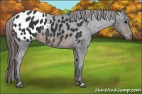 Horse Color:Brown Appaloosa 