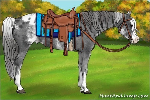 Horse Color:White Spotted Black Splash Appaloosa