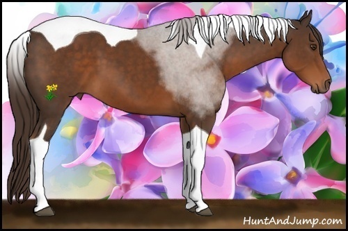 Horse Color:Liver Chestnut Sabino Tobiano 