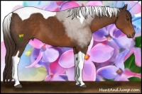 Horse Color:Liver Chestnut Sabino Tobiano 