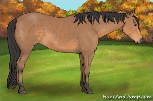 Horse Color:Buckskin 