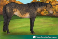 Horse Color:Buckskin 