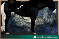 Horse Color:Watercolor Liver Red Ice Roan Appaloosa 