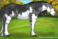 Horse Color:Black Chinchilla Splash 