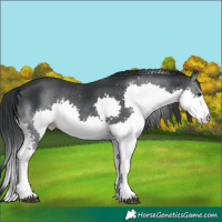 Horse Color:Black Chinchilla Splash
