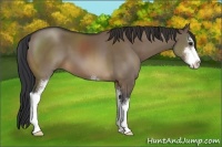 Horse Color:Brown Dun Sabino