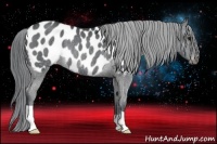 Horse Color:Blue Chinchilla Roan Blanket Rabicano