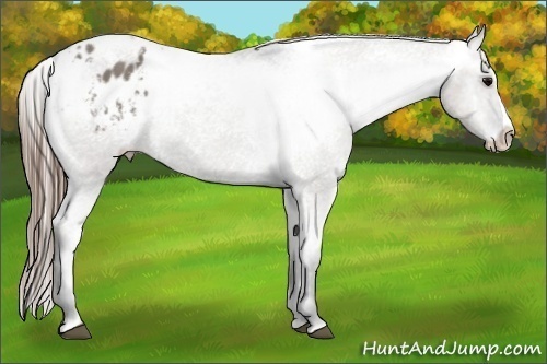 Horse Color:Grullo Splash Appaloosa 