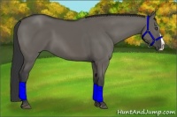 Horse Color:Grullo Splash 
