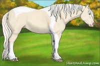 Horse Color:Cremello Tobiano 