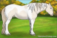 Horse Color:Perlino Roan Tobiano 